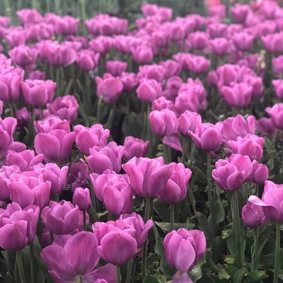 Meet your Posher, Tassia - Picture 1 of 1